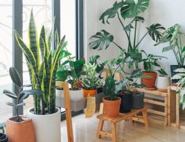 How to Keep Houseplants Alive and Thriving?