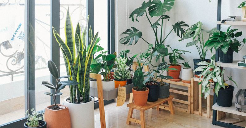 Houseplants - Potted Green Indoor Plants